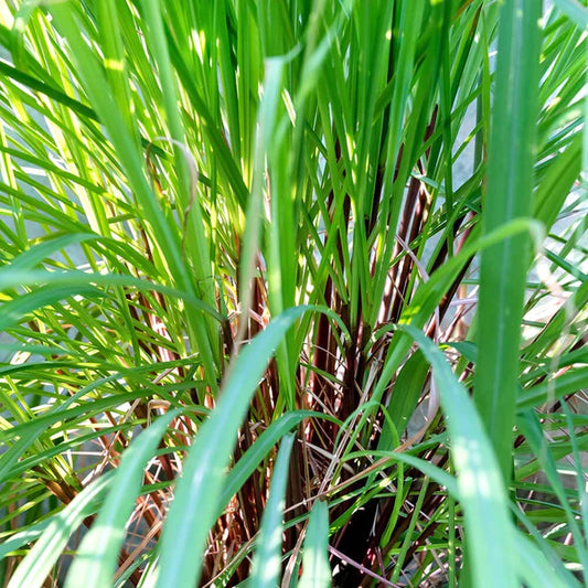 シトロネラ 10mL