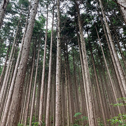 ヒノキウッド 10mL