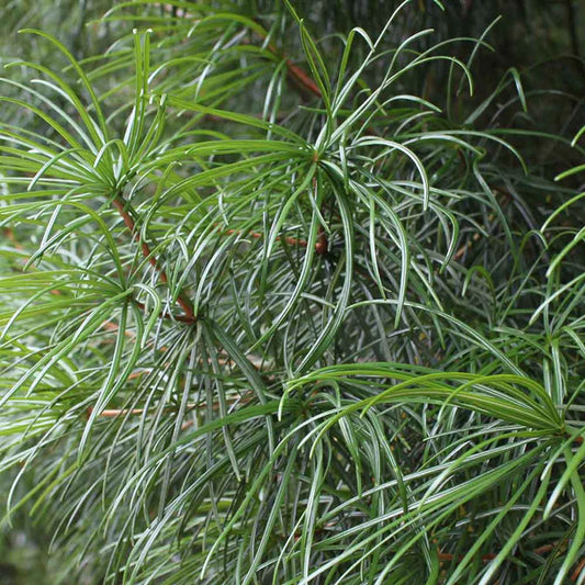 高野の森 ルームミスト 50mL