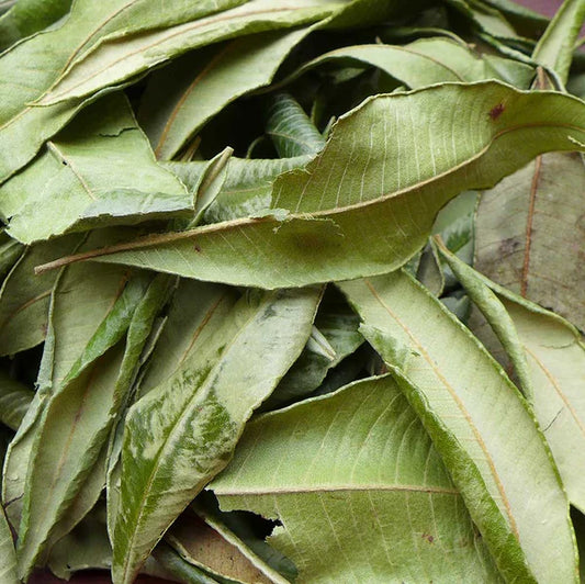 レモンマートル 10mL