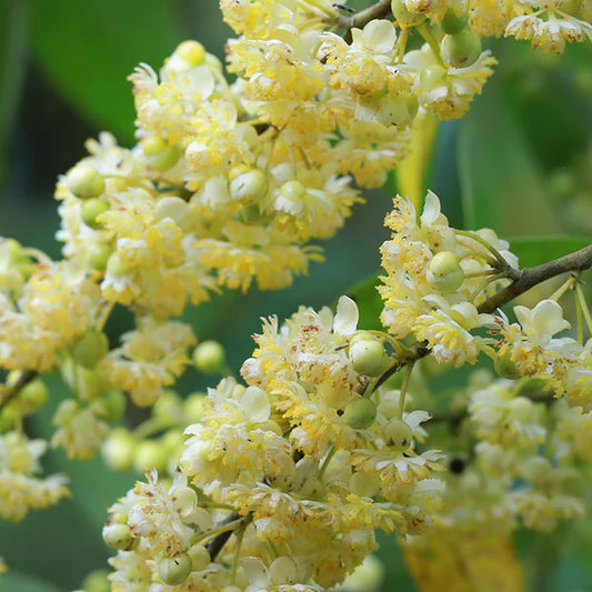 メイチャン (リツェアクベバ) 10mL