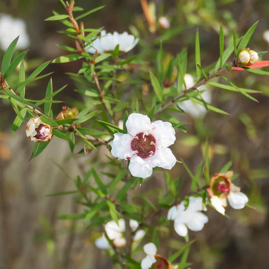 ティーツリー 10mL