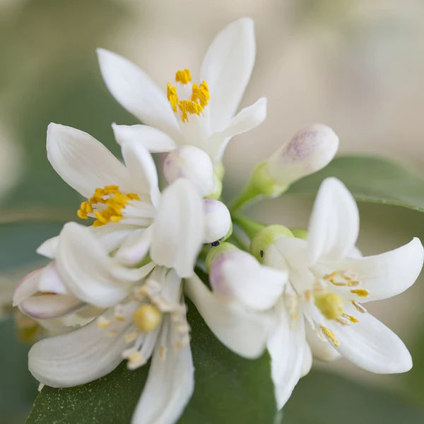 ネロリ パルスポイント 5mL Exp:04/26