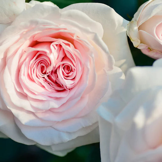 ローズ パルスポイント 5mL