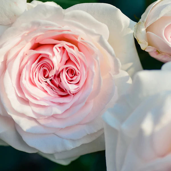 エリクサー オブ ザ ハート 50mL