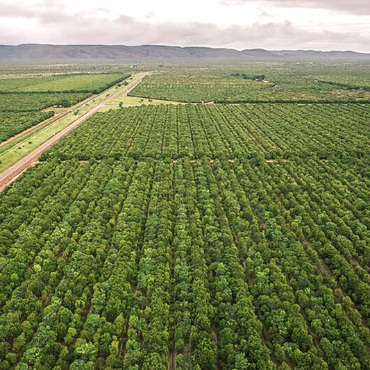 サンダルウッド (サンタラム アルバム) 2.5mL