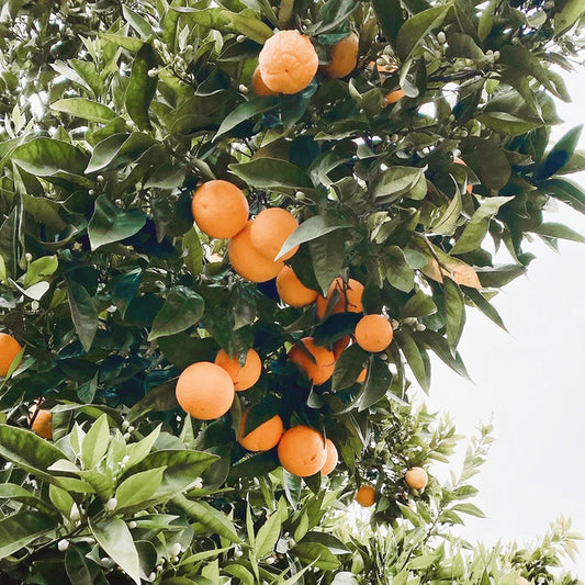 スイートオレンジ 10mL